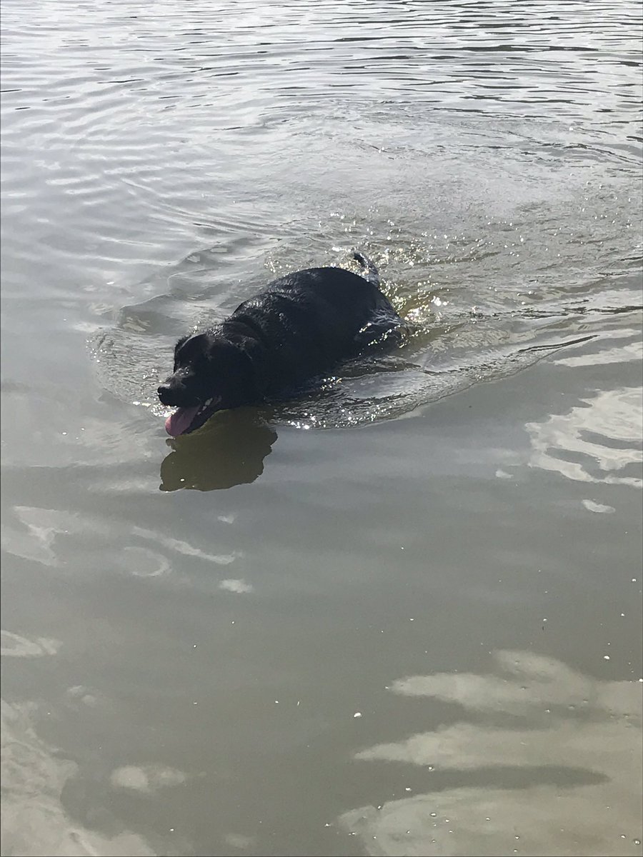 TeddyTedBear1's tweet photo. I have a HAPPY FRI-YAY so far.  Weather is PAWSOME, so mom let us have extended time at 🐕 park! ❤️🐾 #LivePDday #dogsoftwitter https://t.co/wvC3wn0D11