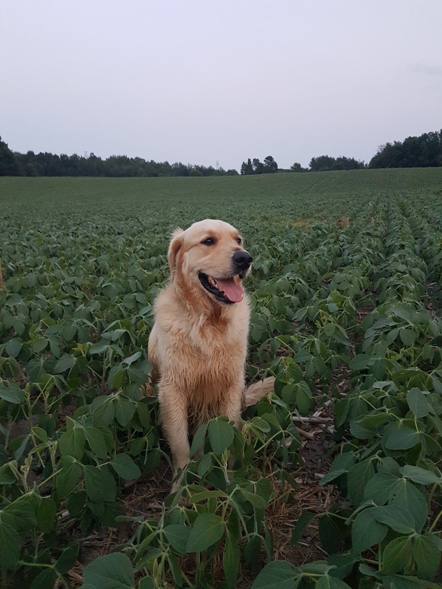 #FarmDogOfTheYear 
This is Cooper. Always game to check the crops.