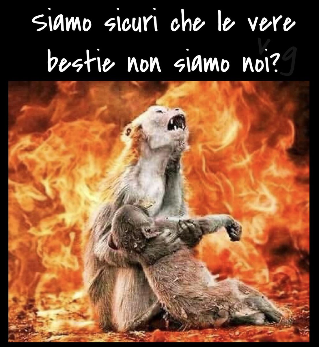 vicio_91's tweet photo. Salviamo il nostro pianeta!
#savetheplanet #PrayForPlanet #PrayForSiberia
#PrayforAmazonia https://t.co/sVNDtgS3kv