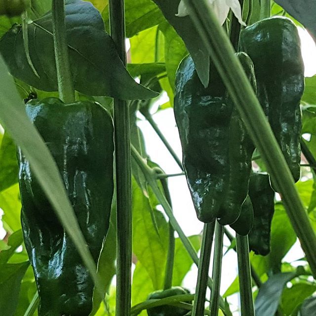 MaynoothOrganic's tweet photo. Open 11am to 4pm Saturday and Sunday for the best #freshlypicked Pimientos de Padròn this side of Galicia ! #fact
.
.
.
Lots more available too including Mixed Salad Bags,  Tomatoes, Courgette,  Runner Beans, French Beans, Carrots and more...
.
.
.
#MarketGarden #Shoplocal #… https://t.co/P9CB5Ma5ls