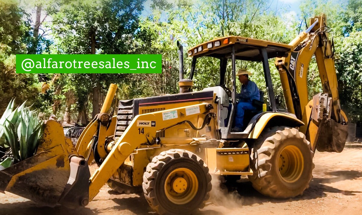 alfarotrees's tweet image. Mr. Chavez (“Nacho”), has been a loyal employee of Alfaro Tree Sales for 42 years! We are fortunate to have him on our team! 

Contact Us:
Lucio Garcia (Sales) #210-710-8938
Email ats_lucio@yahoo.com
Office: #210-622-9875

#largetrees #nativetrees #agaveplant