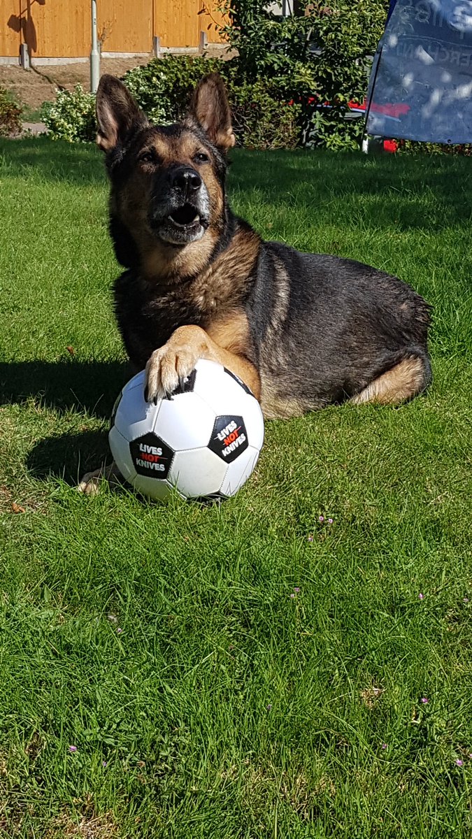 HertsCyp's tweet photo. We had the absolute pleasure of meeting #pdfinn today to pass on one of our Lives not Knives football's as part of our pass it on campaign. What a wonderful dog he is and so brave https://t.co/DRW9SYjYAn