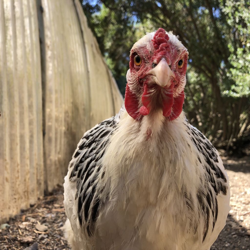 Hidden Villa tweet media