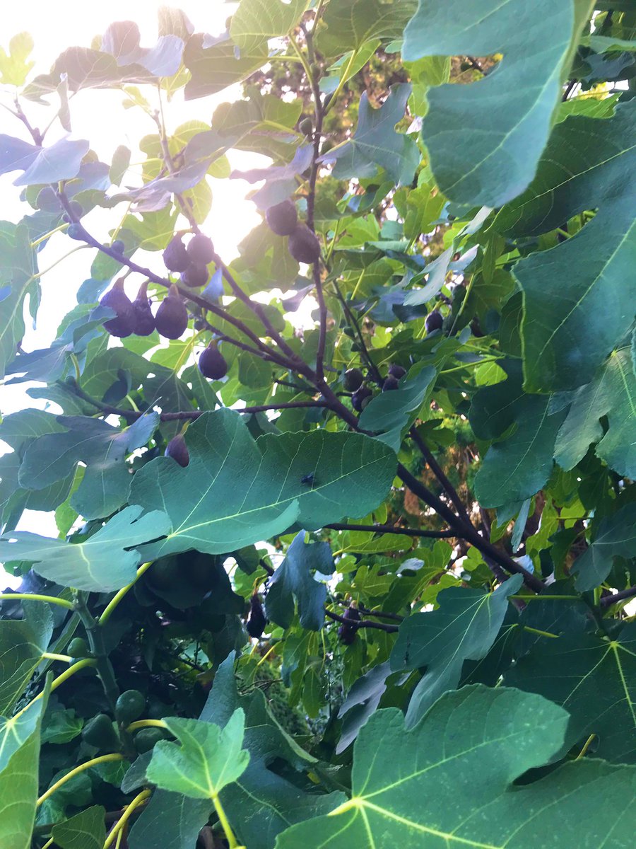 petercorbett7's tweet photo. Figs ready for harvest as usual a race between me getting ladder out and the wasps https://t.co/DNtdoJ5fky
