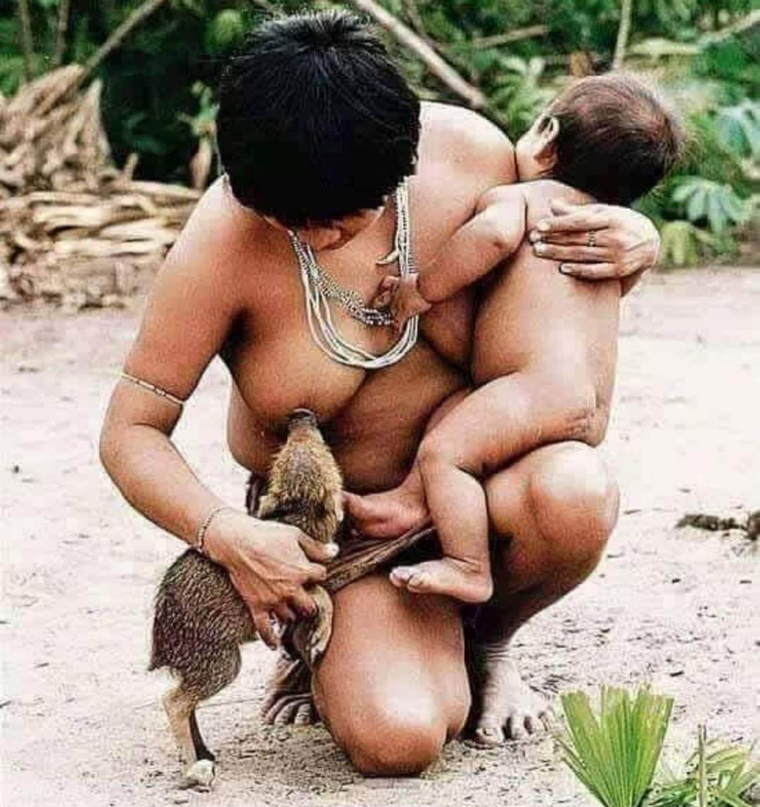 In the #Amazon, a journalist captured this photograph that later earned him the Pulizter Prize, a small boar was orphaned because his mother was shot by poachers, a human mother feeds him for a living!
What a beautiful picture! ❤💜💙