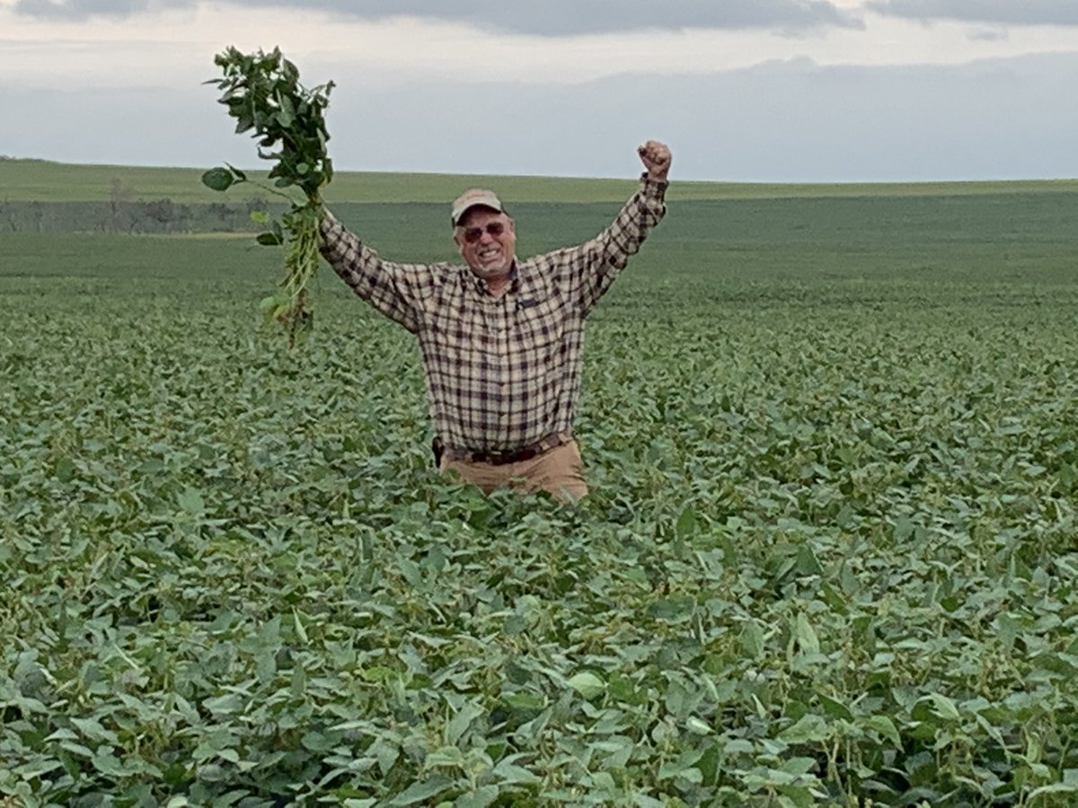 BLautenschlager's tweet photo. Hefty Soybeans making there impression on the farm. 60 pods and more forming. Making one farmer at a time happy!!!! #heftyseed #plant19 #bigyield https://t.co/b2tPWlyFSH