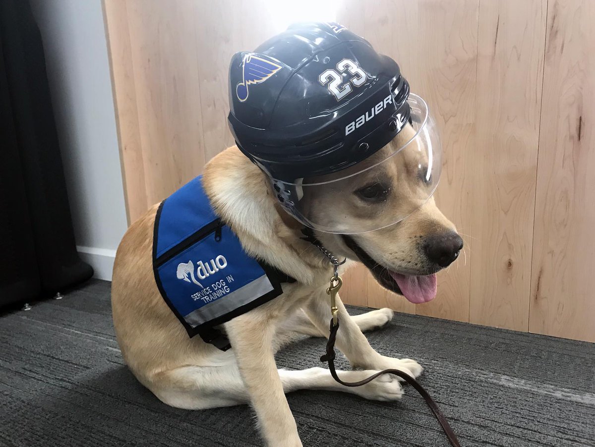 st louis blues dog jersey