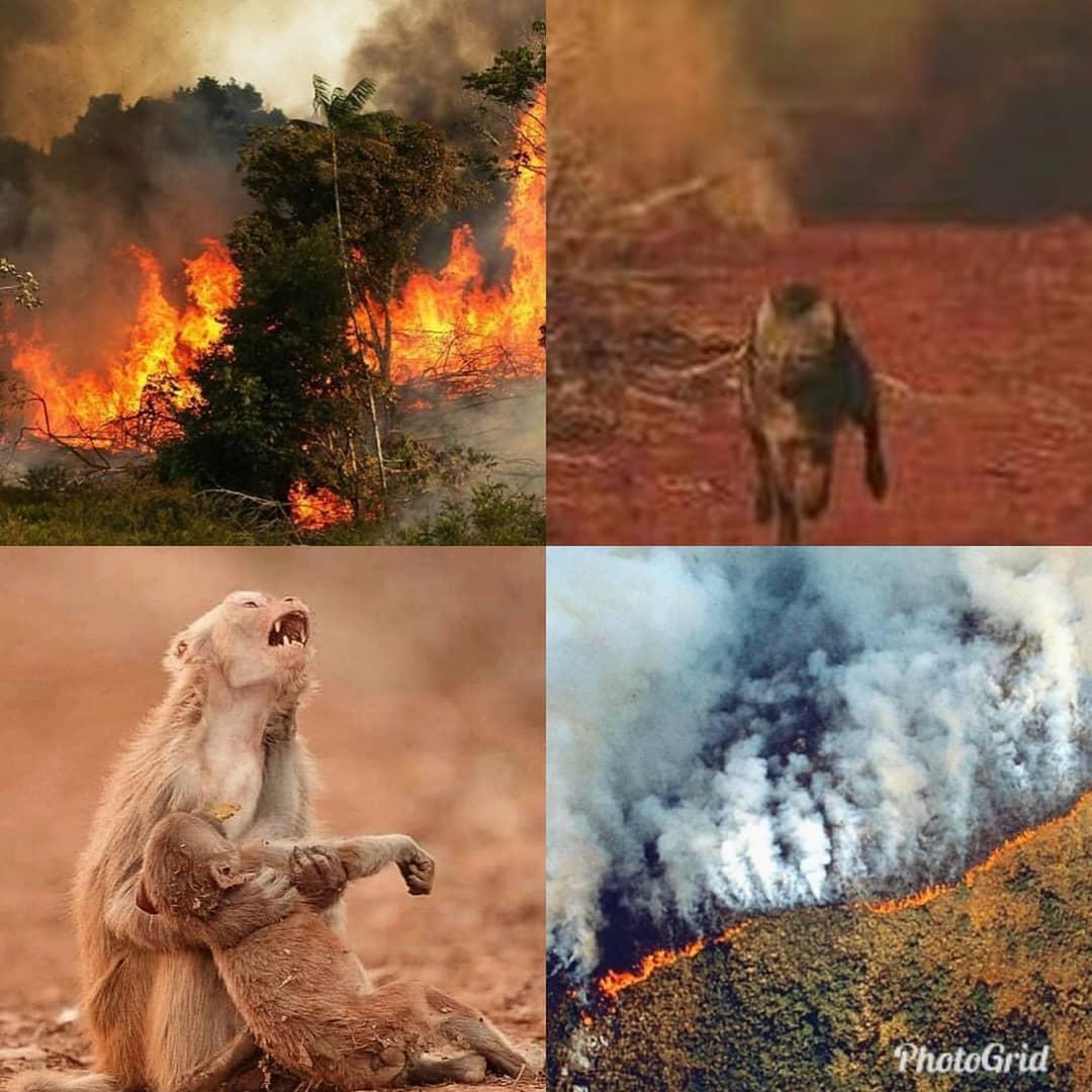 Me da mucha tristeza estas imágenes y ver cómo se está destruyendo la naturaleza en el Amazonas. Hagamos un llamado a la población mundial para impedir que el fuego siga expandiendo. #AmazoniaEnLlamas @geronimoprado86
@ESanchezcub @AndrsFernndezL1 @DarienAlejandr7 @Ronald1969HT