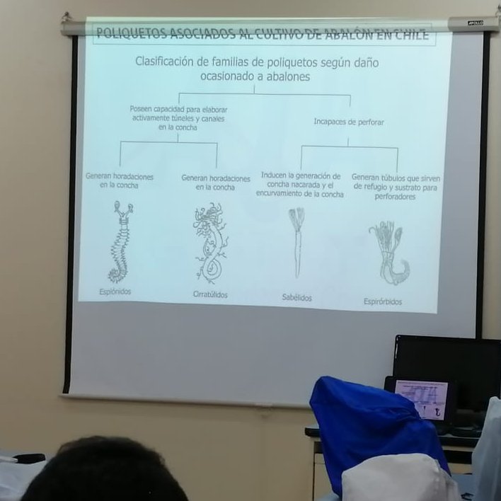 #CursoAquaPacífico Aprendiendo, en la teoría y en la práctica, sobre las #EnfermedadesDelAbalón, con los doctores Karin Lohrman y Rodrigo Rojas, en los laboratorios de <a href="/UCN_Coquimbo/">UCN Coquimbo</a>. Prevención y control para mejorar la productividad🤓👩‍🔬👨‍🔬