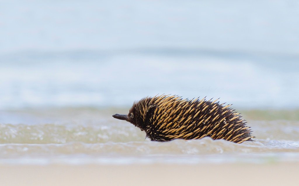 ISBE2020's tweet photo. Echidna, Croajingalong National Park, Victoria. 

https://t.co/17uX0KwIw9 

Photo Instagram: 
@pattomkinswildlife

#ISBE2020 #Melbourne #400days @BehavEcol https://t.co/Xa6XNJ1jCY