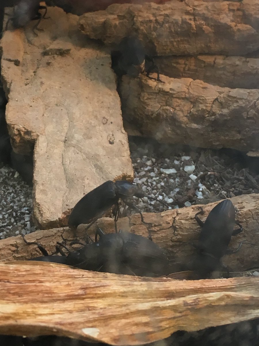 SJUGEPScience's tweet photo. A new resident in the non-science majors lab, complements of @SJUBiology's Biodiversity Lab! https://t.co/U2pIG8qhXb