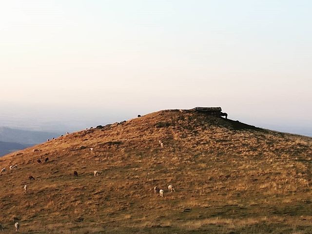 joanna carritt tweet media