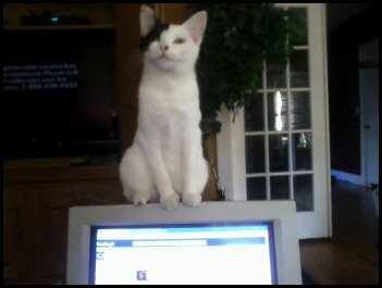 NewzProducer's tweet photo. @CFAORG Here is my #JapaneseBobtail before she was stolen from my house in 2015 while I was on vacation. $5k reward for her return. Thanks. @CFAORG @TICAcats https://t.co/i3XMsiT1Dj
