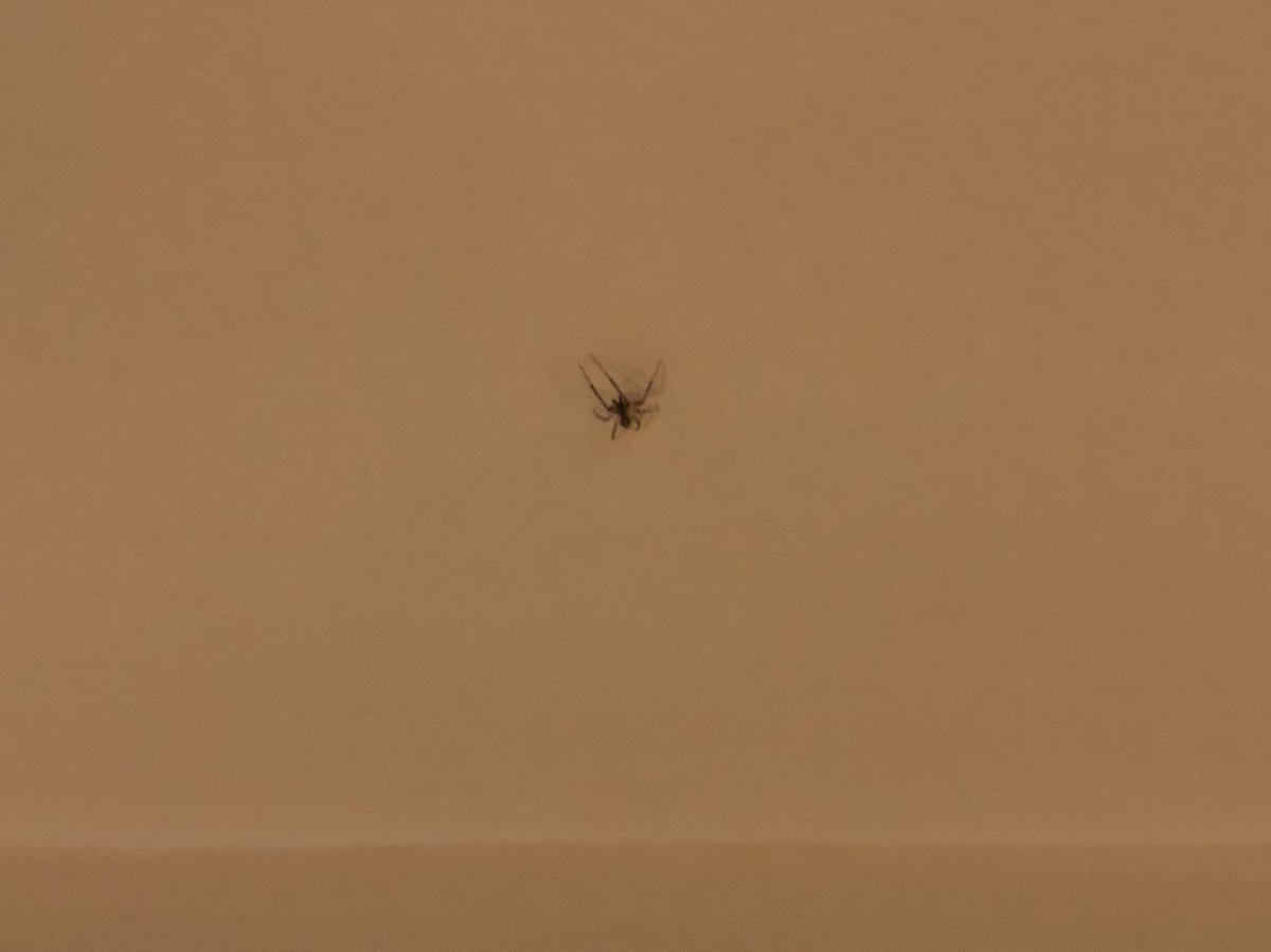 stephfinnon's tweet photo. I have allowed Craig (good name?) to remain on my ceiling for 24 hours. I think this is a sign of growth! As long as he doesnโt grow(!) or bring his bigger mates, we will be ok! #Spider #PleaseDontAttackMe https://t.co/OOiynLnKMN