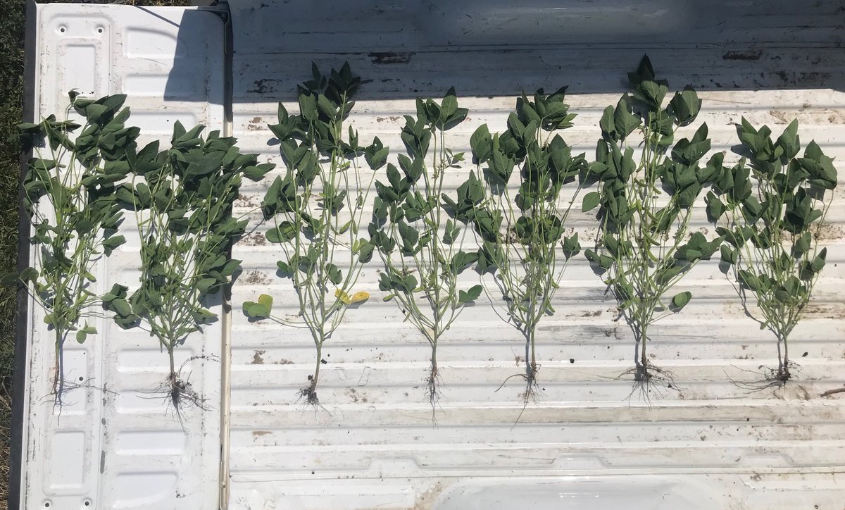 #AllegiantSeed Enlist Plot put in by Allen Deutz by Marshall MN. From left to right: 11E81, 13E44, 15E25, 17E63, 19E92, 21E81, 23E73. Showcasing height, lateral branching, pod set and maturity differences. Thanks ⁦<a href="/b_swenhaugen1/">Brett Swenhaugen</a>⁩ for the help!