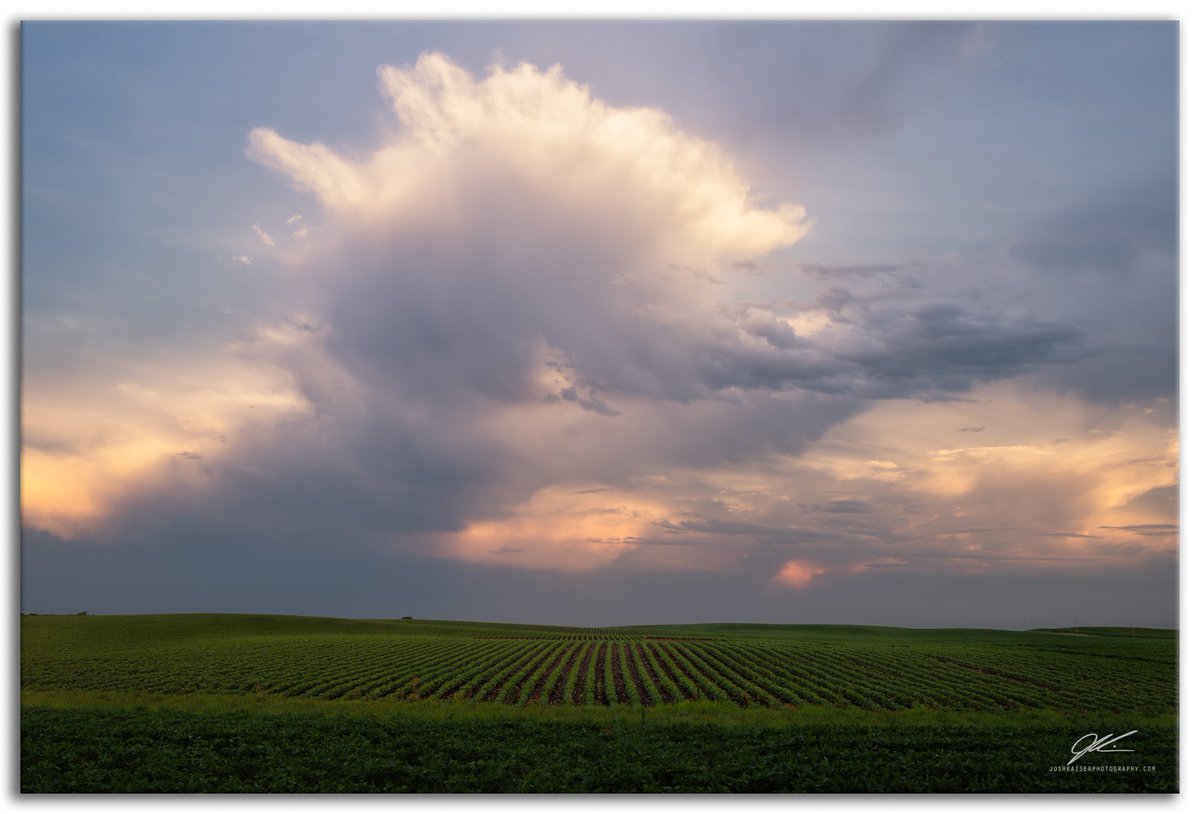 josh_kaiser's tweet photo. All About That Sky | Another Iowa field. Another Iowa sky!

@NikonUSA D850, 24-70 mm f/2.8 | 35 mm, 3 exposures blended for dynamic range, shot at 1/40 &amp; 1/10 sec at f/11, ISO 31 | Processed using LR, PS &amp; Nik | https://t.co/Eccau4vJ82 https://t.co/NbmD5xnK26