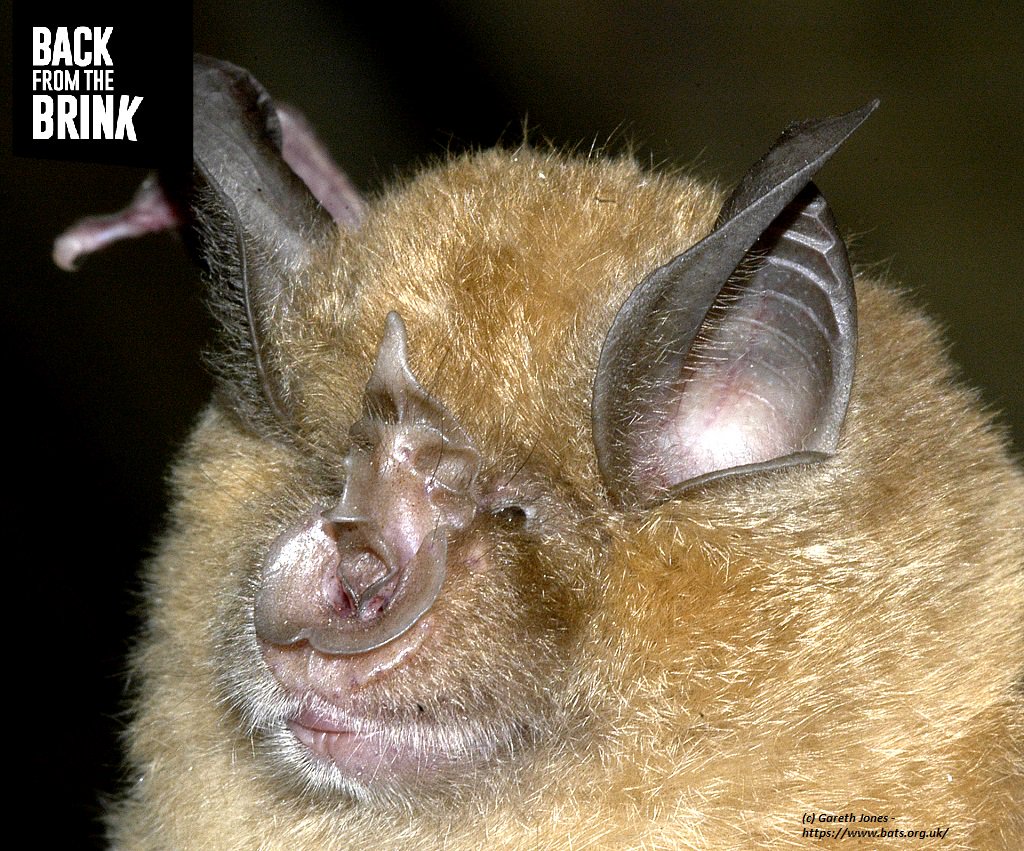 International Bat Night starts tomorrow night - don't miss out! For more info and to get a Bat Night Pack: ow.ly/CILT50vC3MY 
Bat Fact 🦇 Bats and their roosts are all protected by law due to the dramatic decrease in their numbers during the past century. <a href="/_BCT_/">Bat Conservation Trust</a> @wiltsbg
