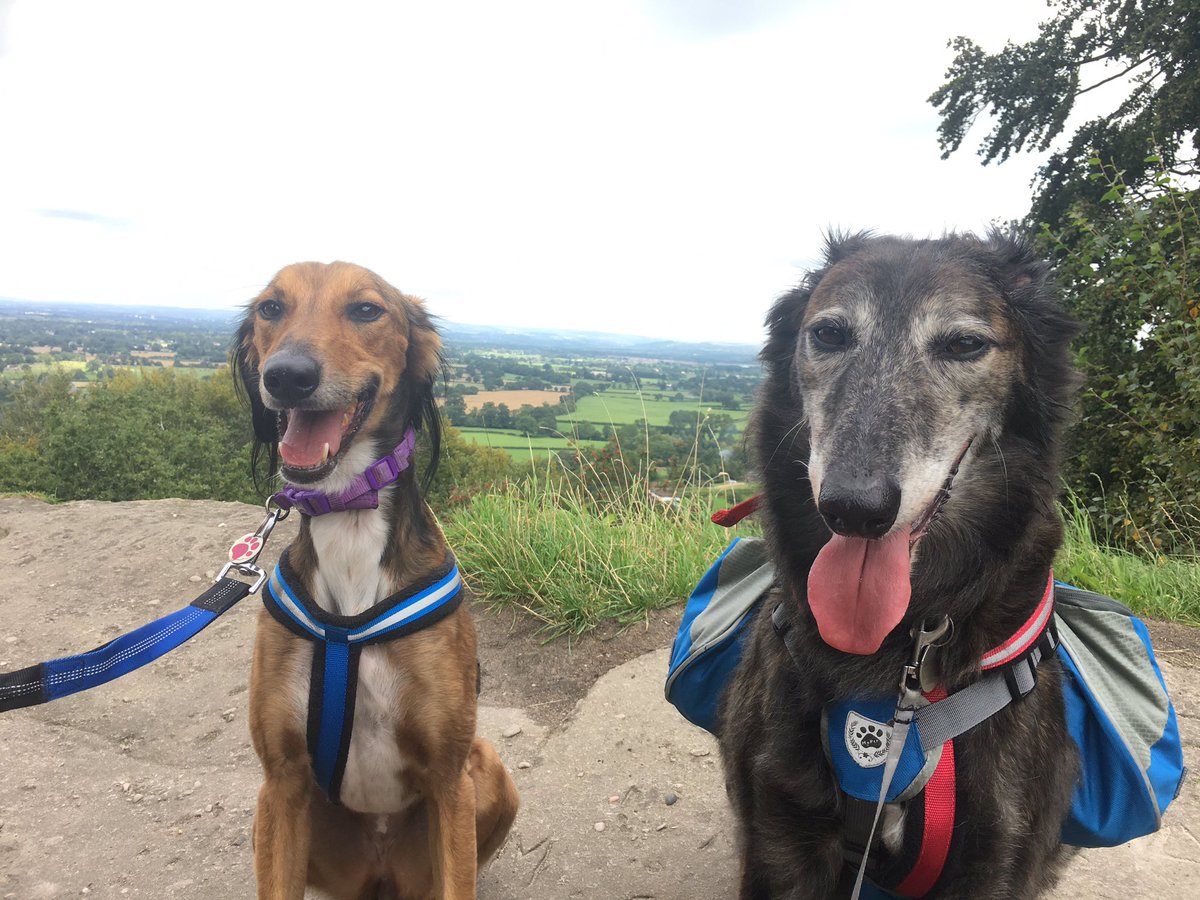 GingerMc18's tweet photo. Well Tweeps I am wiped out! Weโve been to #AlderleyEdge @nationaltrust. I lead my pack round for hours, walking through trees n streams n saw lots of ๐ฟ&๐! Before home, I demanded a snossage for my good leadership! #SalukiExplorer #GingerMc #FredAndGinger #NationalTrust #Saluki https://t.co/DfD6oxujxT