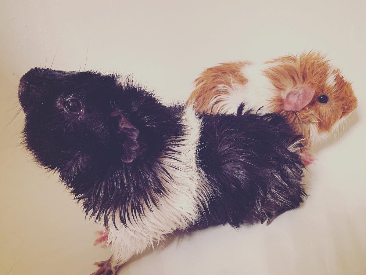 CavyBon's tweet photo. Bath time!
•
#guineapig #guineapigs #guineapigsofinstagram #twitch #cute #cavylover #cavysofinstagram #cavygram #relax #streaming https://t.co/dt79p6DIJS