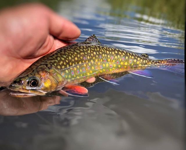 TrueFlySupply's tweet photo. SPOTS everywhere! Awesome picture from @bag_of_noodles .
.
.
.
.
.
.
.
#trout 
#troutfishing 
#flyfishingadventures 
#flyfishing
#flyfishingjunkie 
#getoutside 
#monthlygoodness 
#trueflysupply https://t.co/1lsycc0kMg https://t.co/yePfDbxZhI