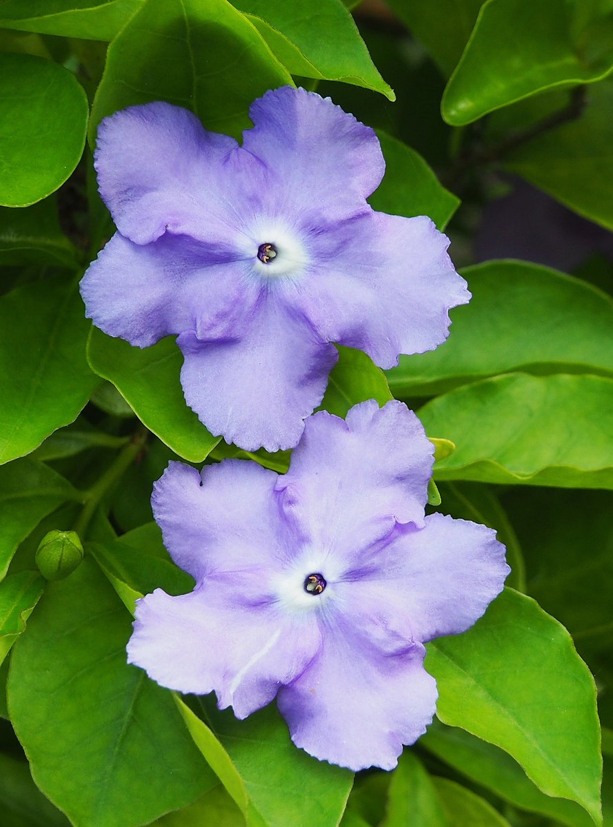 Spkf على تويتر マツリカ 茉莉花 アラビアジャスミン は 花は香りが強く 香水やジャスミン茶などに使われますね モクセイ科の植物です ニオイバンマツリ 匂蕃茉莉 は花の色が紫から白へと変化していくことが特徴ですね そしてさわやかな香りを放ちます