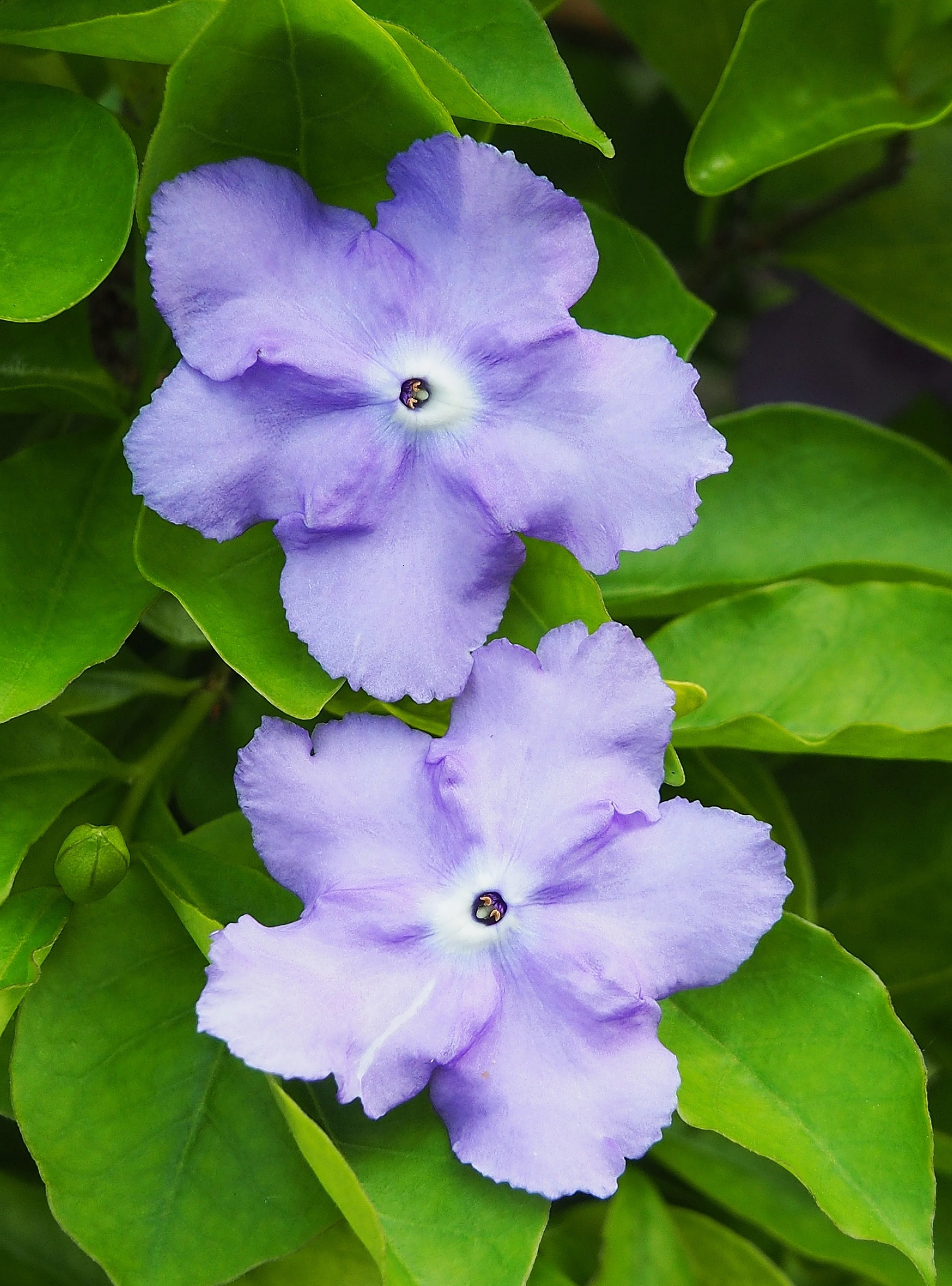 Spkf Nanamiku3302 マツリカ 茉莉花 アラビアジャスミン は 花は香りが強く 香水やジャスミン茶などに使われますね モクセイ科の植物です ニオイバンマツリ 匂蕃茉莉 は花の色が紫から白へと変化していくことが特徴ですね そしてさわやかな