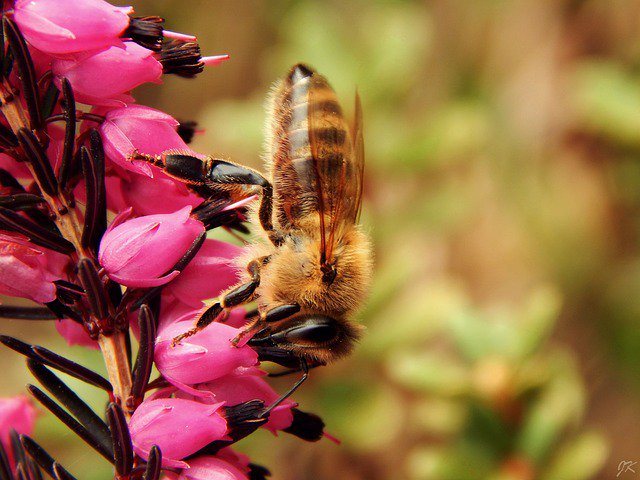 thebeekeeperman's tweet photo. We just enjoy raising bees and appreciate awesome work, work, work they do all day for our benefit...  #howtostar... https://t.co/jA9yCqE0v8