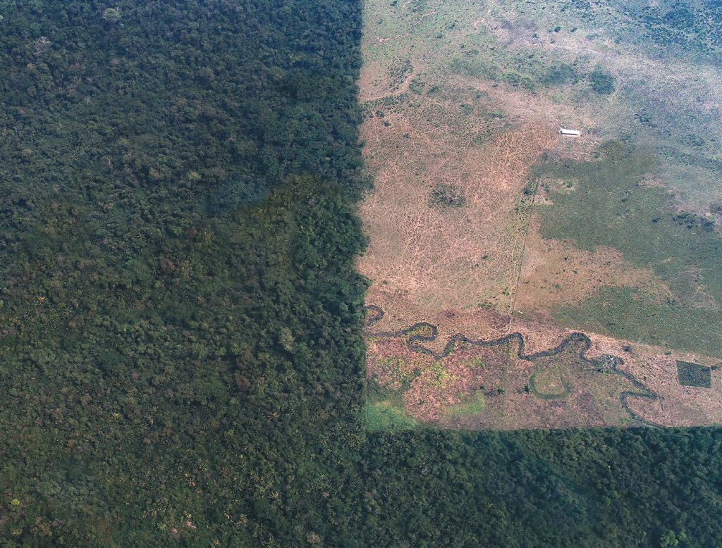 Deforestación de la Selva Lacandona con el fin de introducir ganado vacuno para pastoreo (2019).