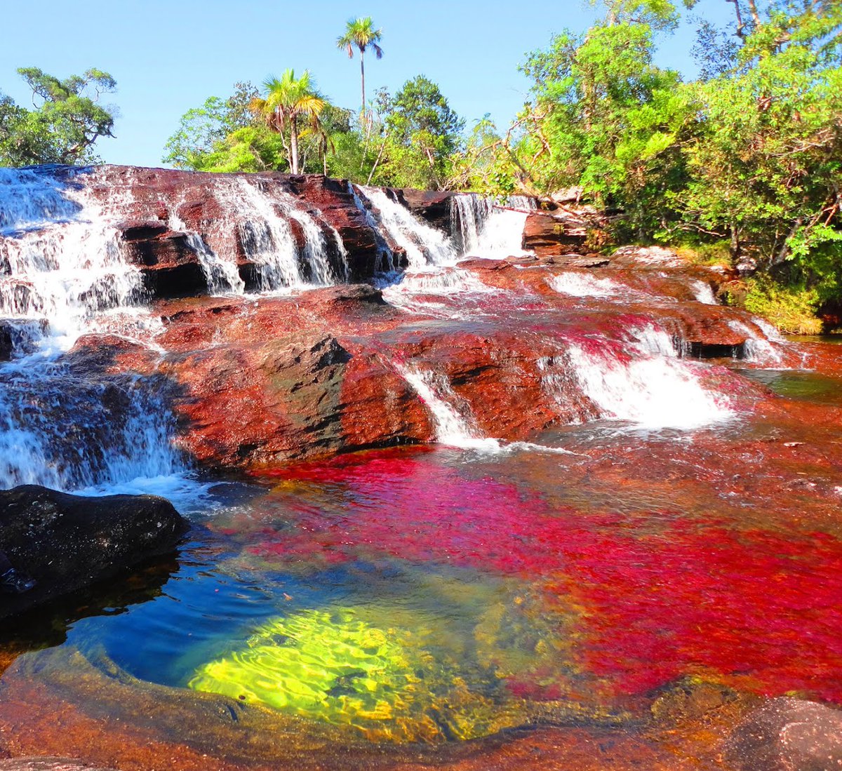 tuCpakoa's tweet photo. Appelée la "Rivière aux cinq couleurs", ou encore "l'arc-en-ciel liquide", la Caño Cristales, en Colombie, se distingue par ses différentes couleurs éclatantes et variées, jaune, rouge, vert, bleu, noir, causées par des plantes endémiques sur le lit de la rivière. https://t.co/LgzvX2CYf6