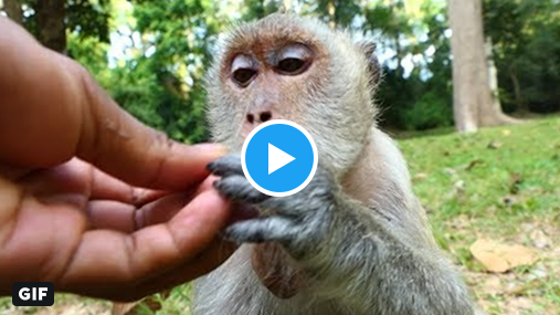 Egg On Twitter How To Fool A Monkey