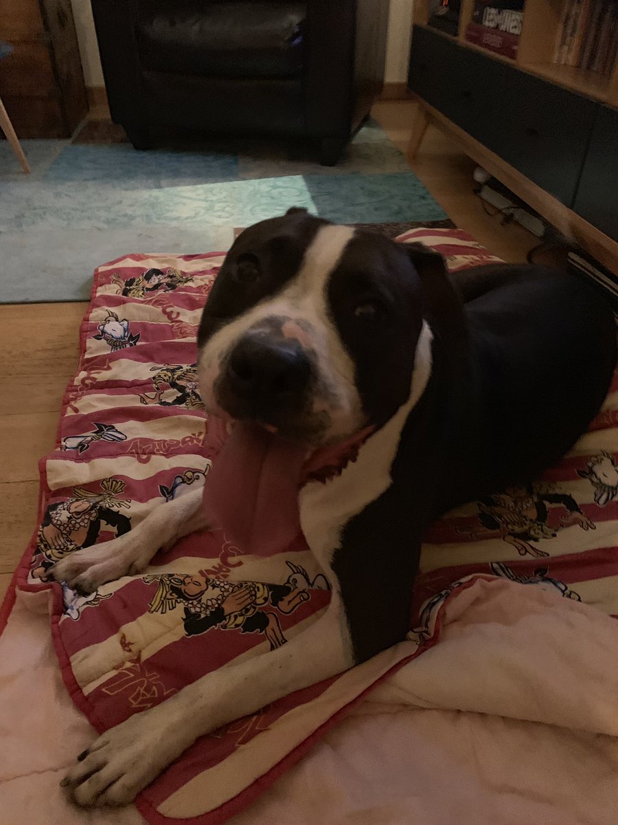 TomPawlo's tweet image. Twitter, on a besoin de toi #SosDog