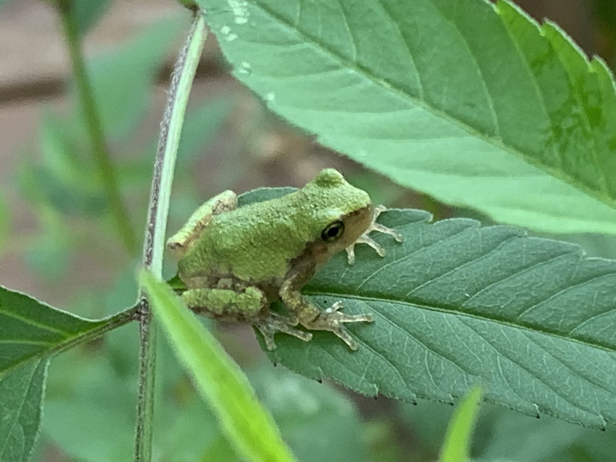 wwelchd's tweet photo. Saw these cool creatures @utgardens  this week! https://t.co/ix3OdkXoOa