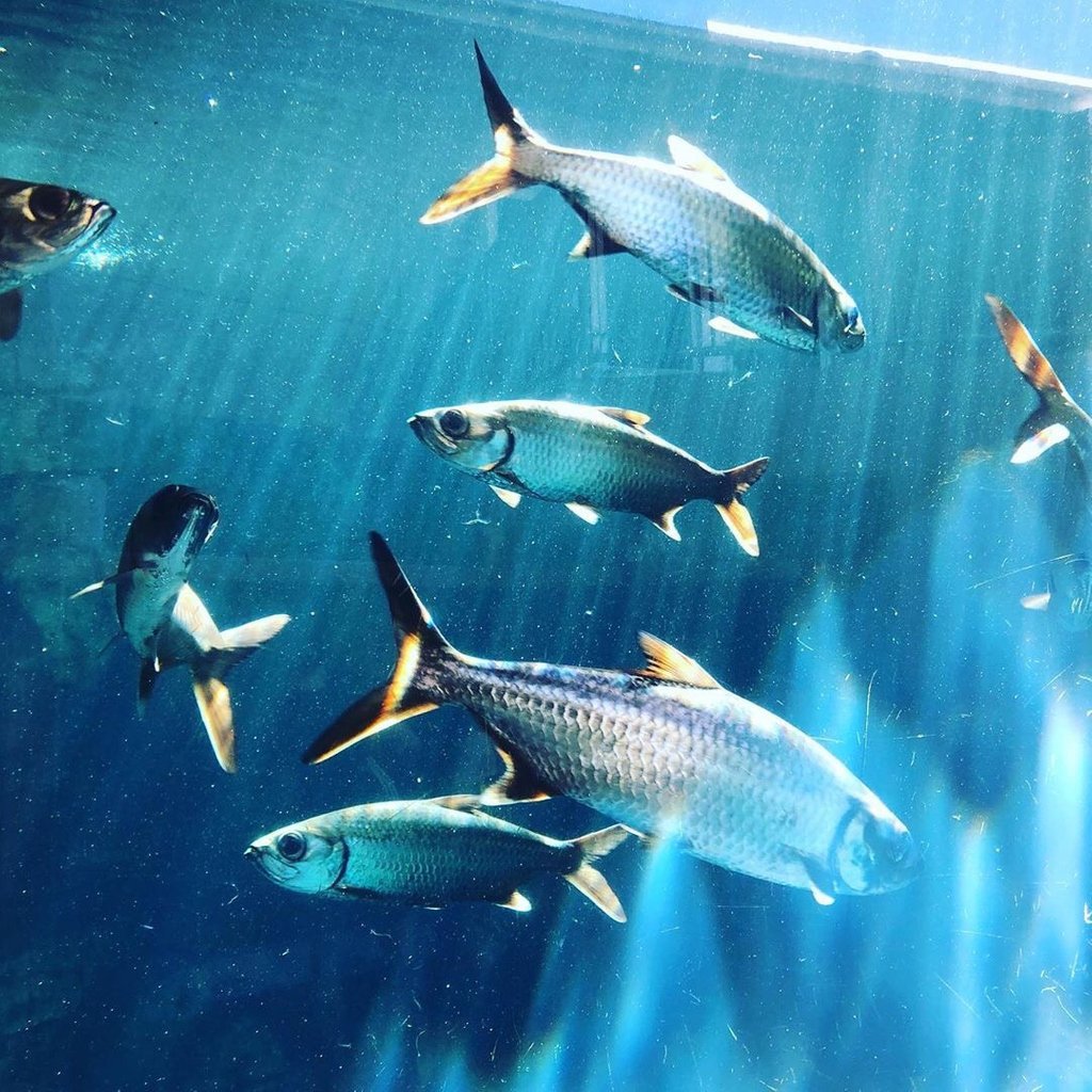 Let the sunshine in 🌠 Photo by @horsesandthings_ (via IG)

#crocosauruscove #croccove #croccovedarwin #cageofdeath #cagediving #ntaustralia #seeaustralia #darwin #darwinnt #australia #tourismtopend #mytopend #visitdarwinnt #dothent