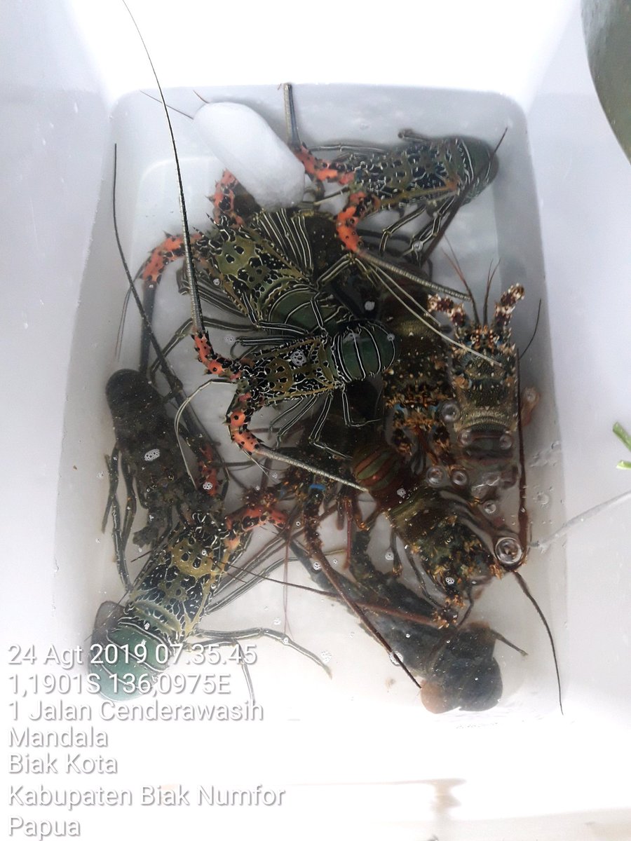 WilkerBiak's tweet photo. #OneHealthKIPM 
24/8. Pemeriksaan langsung di farm PJ,  jenis, jumlah &amp; ukuran domestik keluar komoditas Lobster Hidup dan beku tujuan Denpasar Bali @HumasBKIPM  @BKIPMJayapura @bkipmdenpasar https://t.co/uIp8QvAgNY