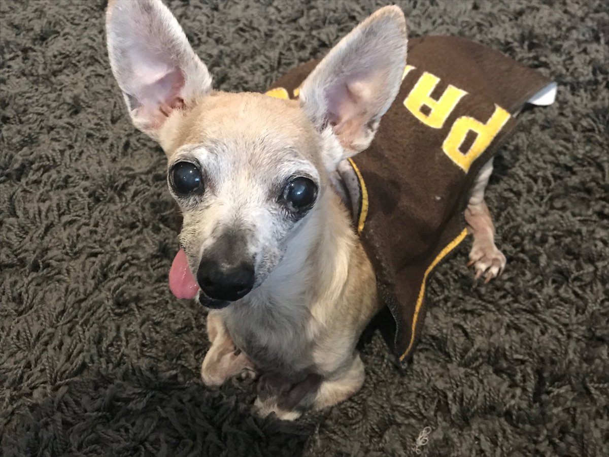 HiveleySarah's tweet photo. #padrespets https://t.co/NucOcY1pOf