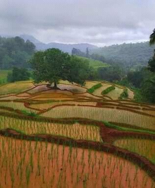 BirabarMohanty's tweet photo. #nature
Cultivation https://t.co/2lxLmZOouE