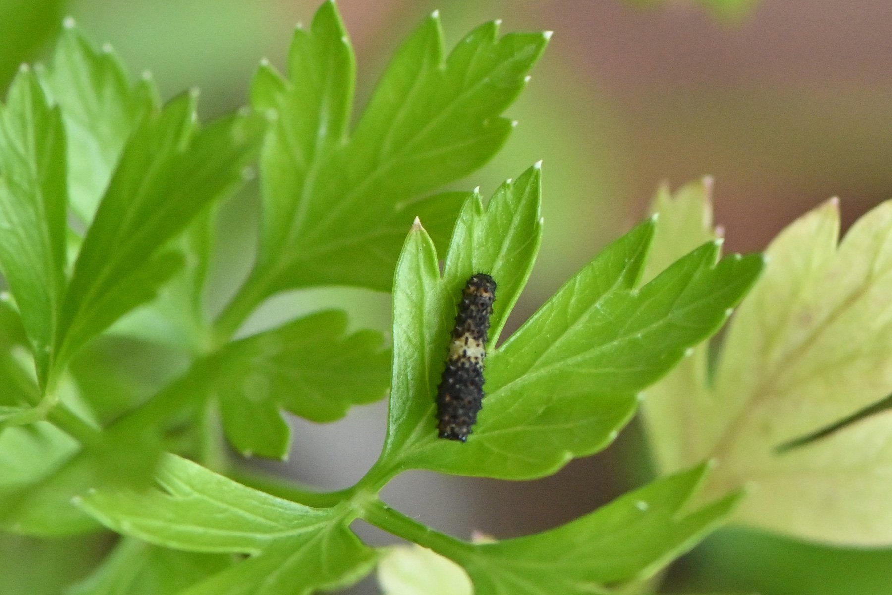 な ごむん 虫苦手な方はごめんなさい ベランダに住んでいるキアゲハの幼虫 これで全長9mmくらい キアゲハの幼虫も 小さい時はこんな模様 あと1回 か2回 脱皮すると緑と黒のストライプ模様になります T Co 6ccvbk4fth Twitter
