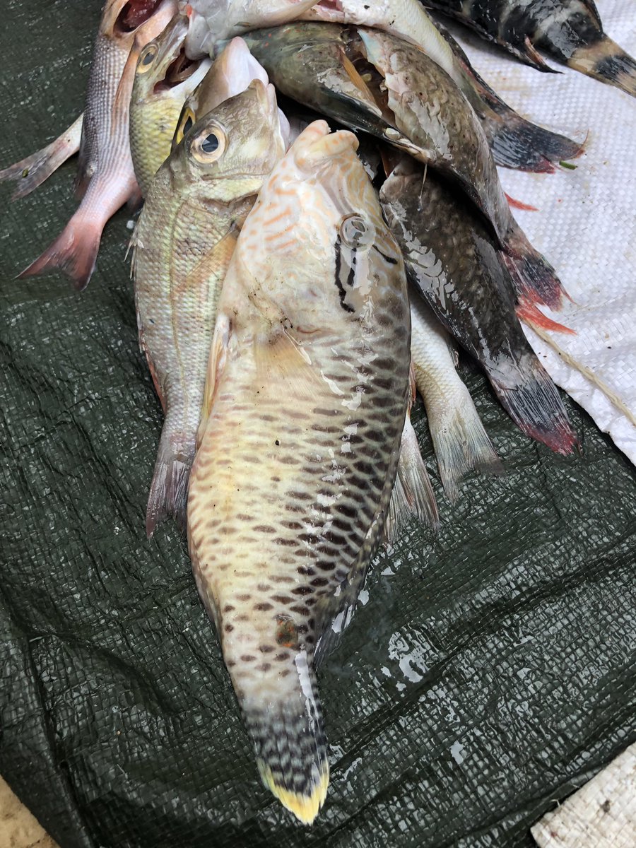 BrianStockwell4's tweet photo. I wonder if the fish vendors know what fish this is. The ID posters tend to only show the terminal phase male. Maybe this needs to change? https://t.co/TBYj7RNl4o