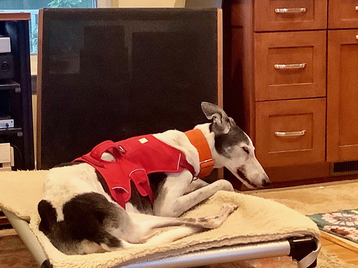MissyGreyhound's tweet photo. Nick on a ⁦@Kuranda⁩ dog bed with fleece mat. Simple is best for the old guy. He’s a bit anxious over the storm. It is still raining but thunder is quiet for the moment. https://t.co/QEdjZ7Kl38