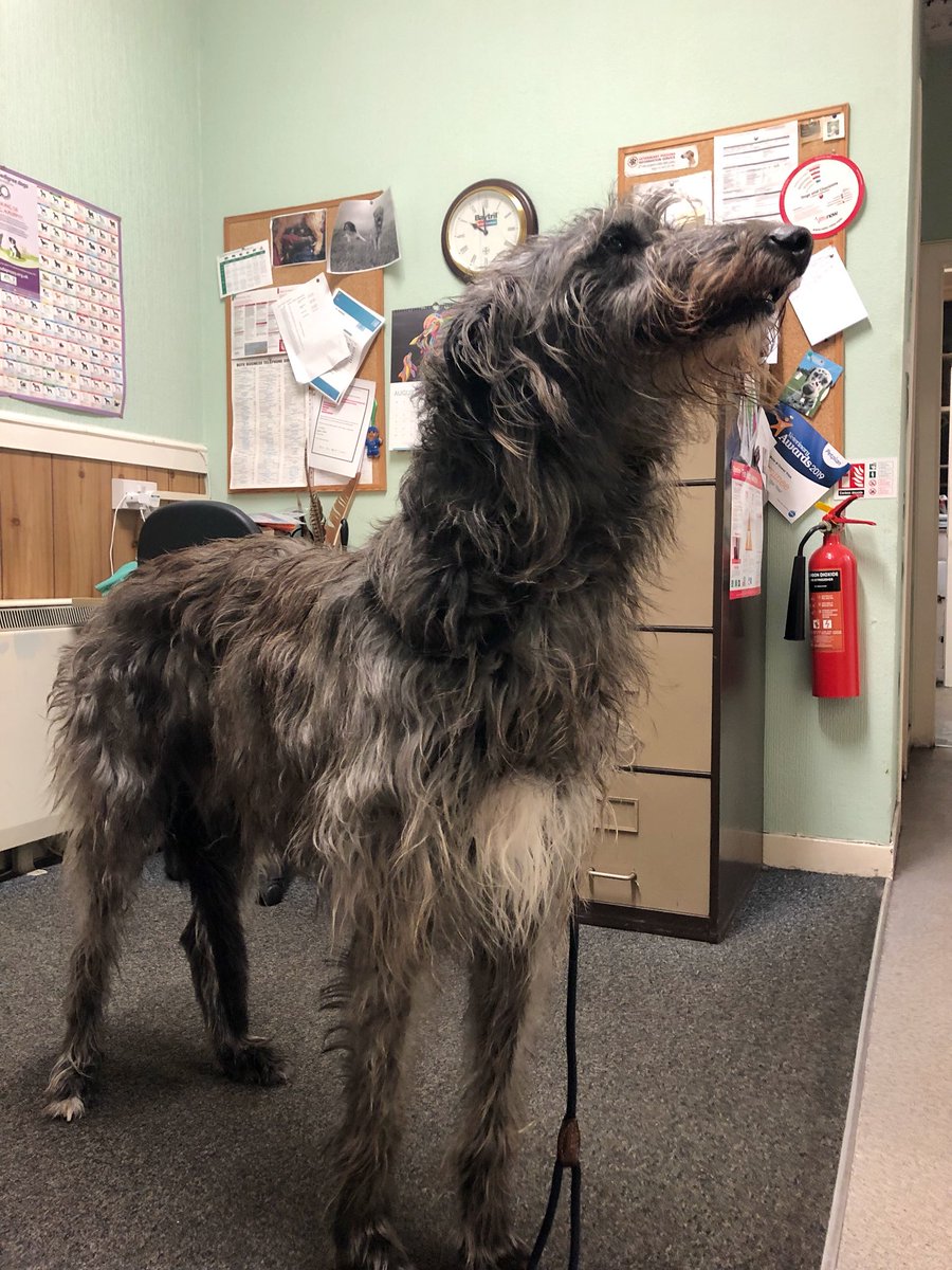 𝐑𝐡𝐨𝐝𝐫𝐲 𝐭𝐡𝐞 𝐒𝐜𝐨𝐭𝐭𝐢𝐬𝐡 🐺🎩🐾🌈💔 tweet media