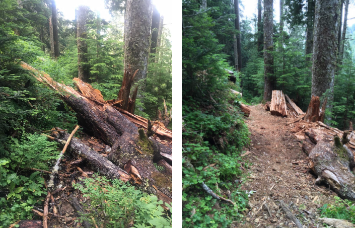 olympicforest's tweet photo. Here is a BEFORE and AFTER photo of some AWESOME trail work completed by Earth Corps Crews in the Quinault area this summer. Think of the Earth Corps when you are hiking in Colonel Bob area!  #FridayFeeling 💚 https://t.co/eLeoCZ2aNI