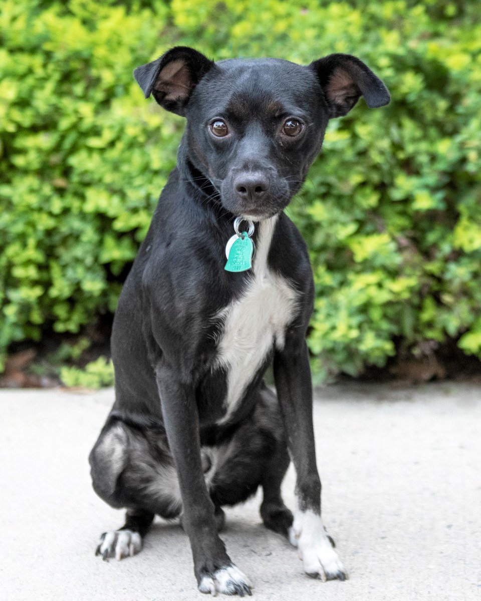 AnimalLeague's tweet photo. Chico is a cute two year old Jack Russell Terrier mix who is shy when meeting new people but, once you give him a few of tummy rubs he will love you forever. Chico is looking for a home with a comfy couch to can relax on while cuddling with his family. #GetYourRescueOn https://t.co/6yitZS0cWc
