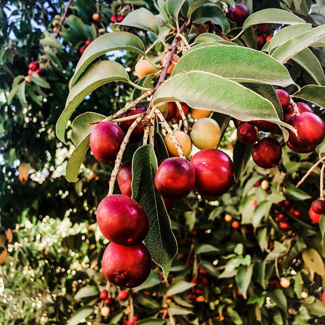 Life is just a bowl of cherries. 🍒
And they're growing on R'campus. 
Do you know where?
.
.
.
#UCRHealthyCampus
#HealthyCampus
#HealthyStudents
#HealthyStaff
#HealthyFaculty
#HealthyLiving
#HealthyLifestyle
#HealthyChoices
#HealthyEating
#UCRiverside
#UCR
#Highlanders
#LifeAtUCR