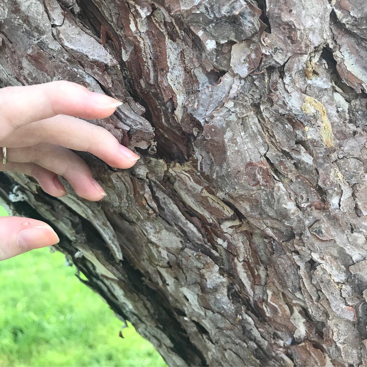 ChushiGloria's tweet photo. I touched a tree today. https://t.co/BZjme4tXJF