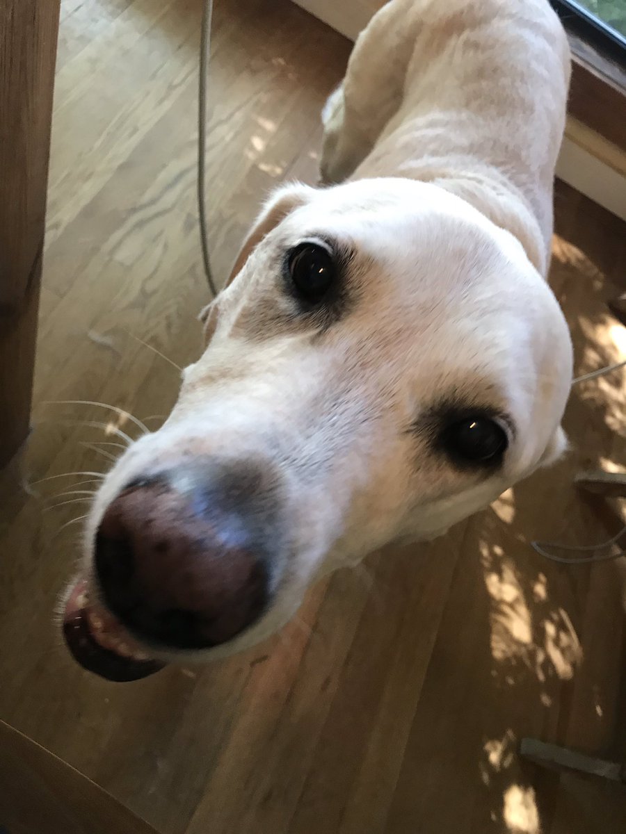 TheJimMcD's tweet image. She&apos;s nearly 12 and entirely convinced that, after all these years with us, I will somehow forget to feed her at the appointed time or I&apos;ll somehow sneek off to do it and she&apos;ll miss out on attacking the food the moment it hits the bowl. #firstworlddogproblems