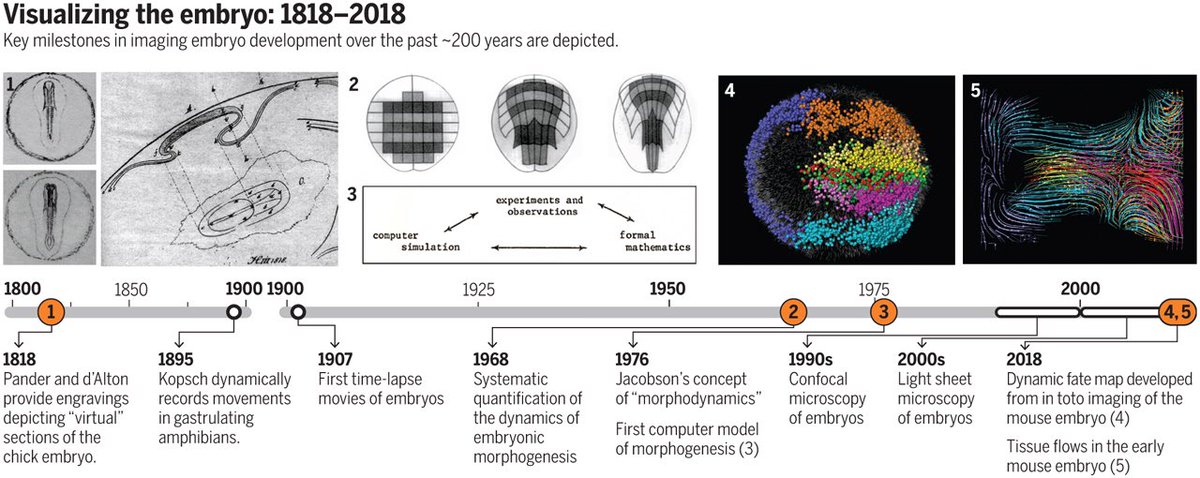 yafshar's tweet photo. The jaw dropping beauty of an #embryo. The history. Must respect science 🧬.The 200-year effort to see the embryo #embyrology  https://t.co/7Ybyxl1yrf @NewsfromScience https://t.co/HcUHGyOoIK