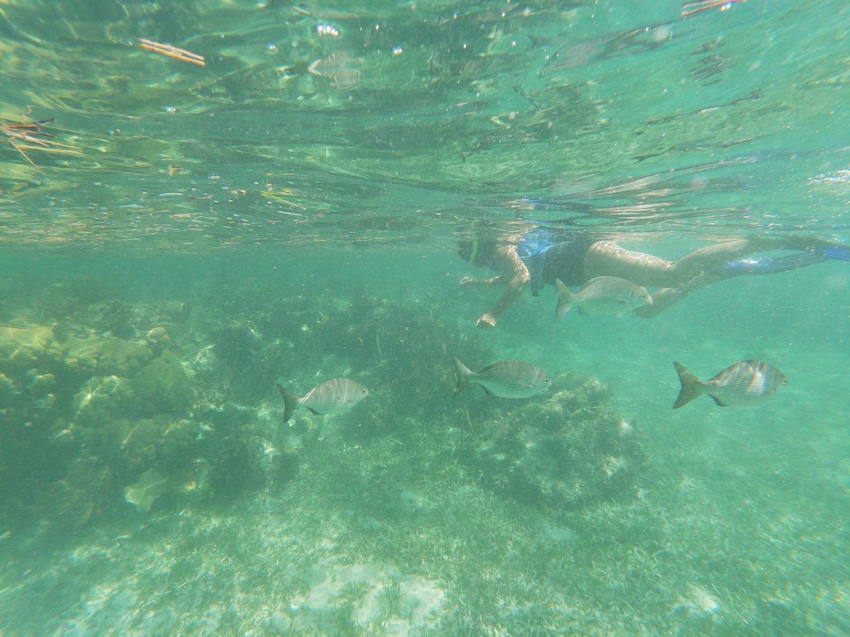 Fiona_TTA's tweet photo. Another #fantastic #experience today, the Jungle speed boat tour! Being able to drive the boat was amazing and whilst snorkelling I saw a massive Ray (not sure what kind) but the memory will stay with me #forever!!! #gdpconnection @GlobalDMCs @TheTurnerAgency @AquaworldCancun https://t.co/O6hzcLyj2f