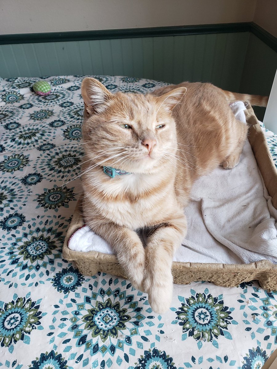 sizzle_kitten's tweet photo. Havent posted pics of the chonkasaurus in a while. His royal chonkness is just peachy! https://t.co/1lpzIomk2r