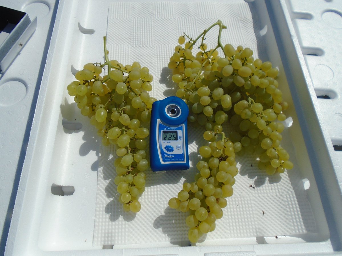 SimonianFruit's tweet photo. Packing Natural Thompson Seedless grapes this week #SFC #SIMCO #SIMCOKishmish #Kishmish #SimonianFruit #SimonianFarming #GrapesfromCA #CaliforniaGrapes #Grapes #Grape #ThompsonSeedless #NaturalGrapes #FreshGrapes #ThompsonGrapes #FresnoCounty #CentralValley #SanJoaquinValley https://t.co/FzKEJJoKgi