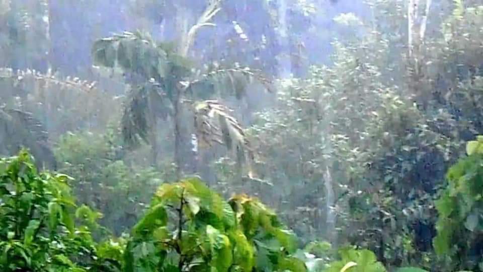 angie_karan's tweet photo. Raining again in the #AmazonRainforest 🙏 https://t.co/cBN083mz3i